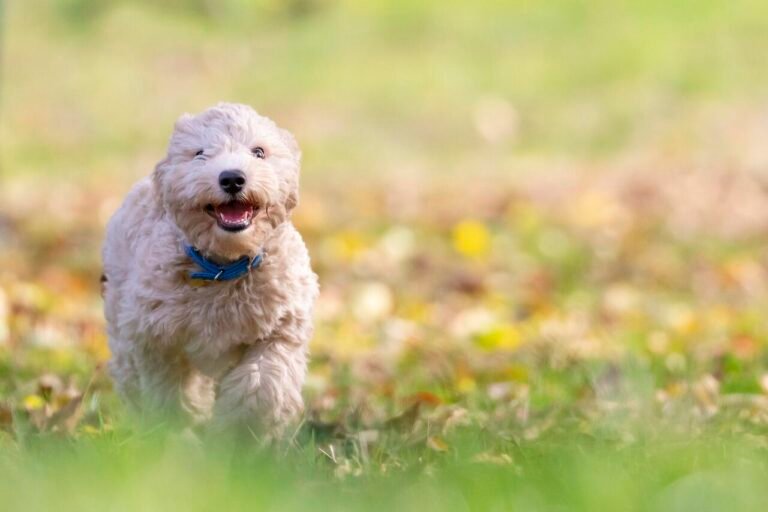 Warning Signs of Heatstroke in Dogs During Toronto Summers