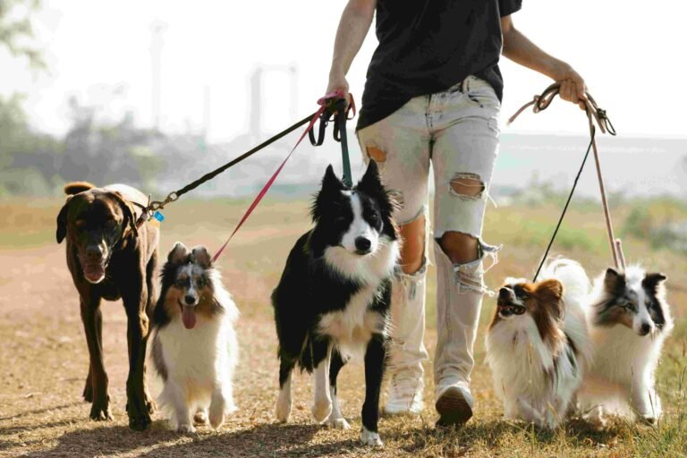 Solo vs. Group Dog Walks in Toronto: Which Is Better for Your Pup?