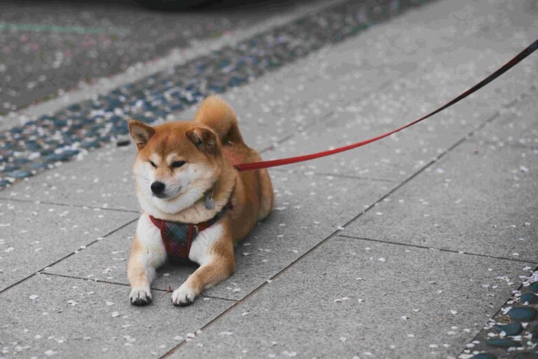 Why Retractable Leashes Are a Hidden Danger in the City