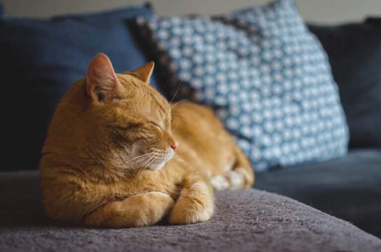 How Drop-In Visits Support Your Cat’s Mental Health