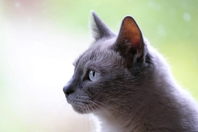 Cat sitter visit advice