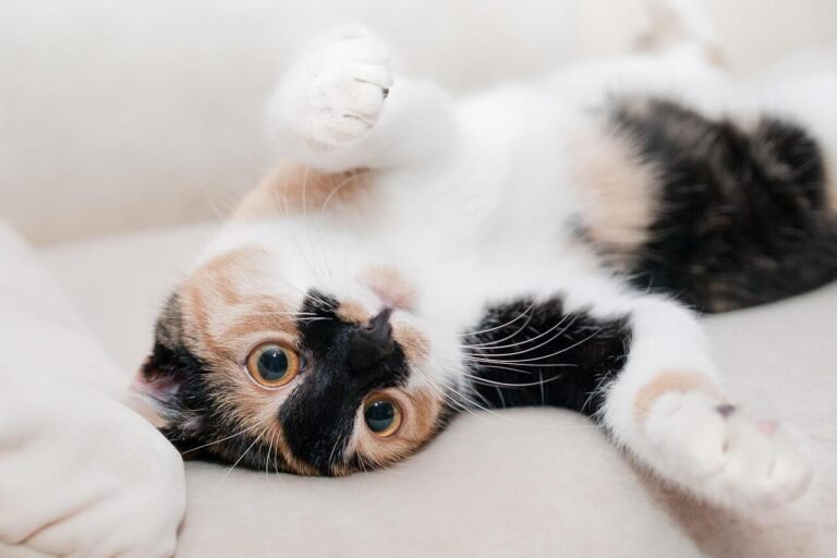 Cat Sitting vs. Boarding: What’s Less Stressful for Your Feline?