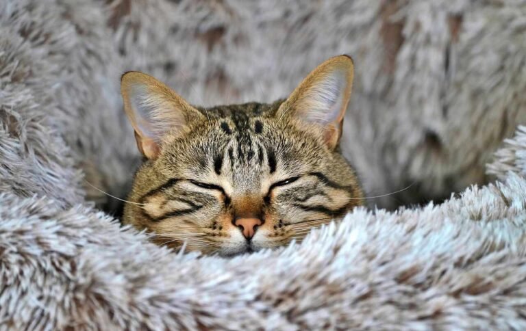 What Happens During a Cat Drop-In Visit? A Behind-the-Scenes Look