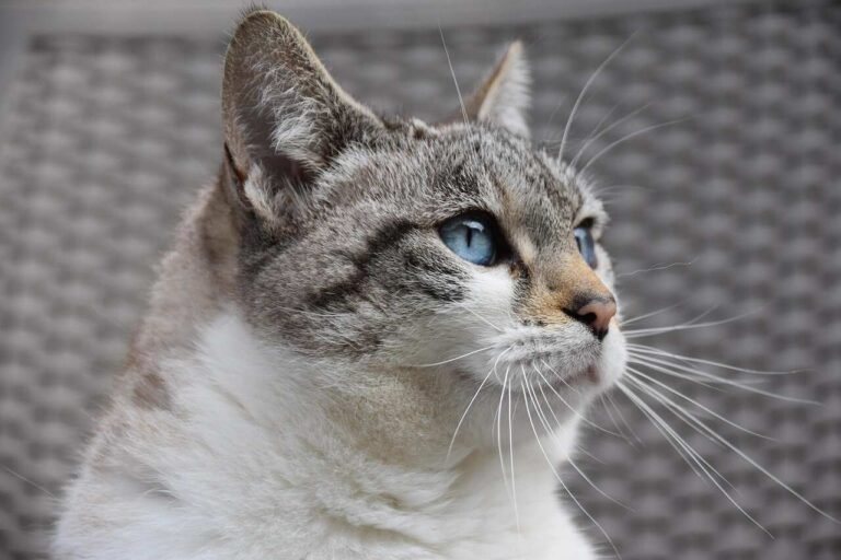 How to Prepare Your Home for a Cat Sitter: The Ultimate Checklist