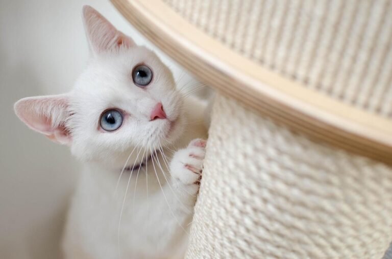 What Cat Parents Forget to Tell Their Sitter (And Why It Matters)