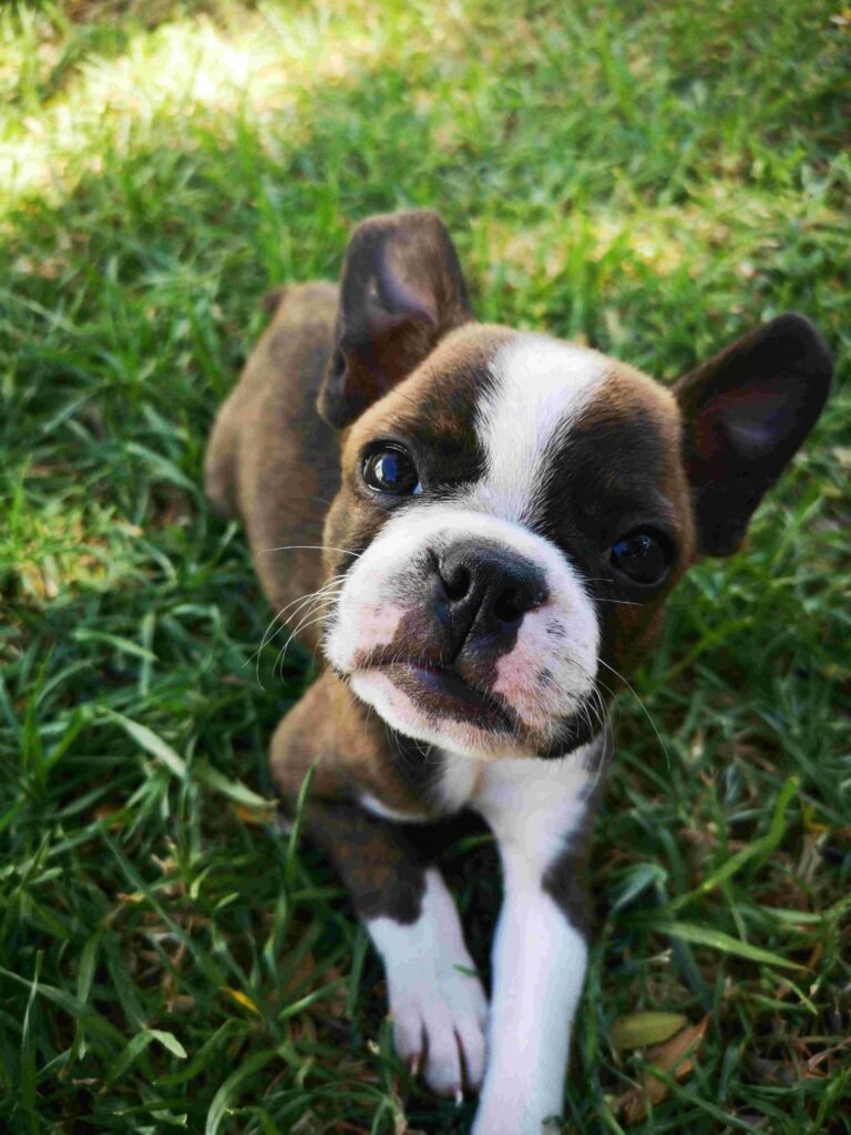 Why Your Dog Deserves a One-on-One Walker in Toronto